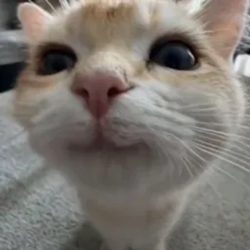 Luma