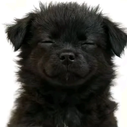 Honka